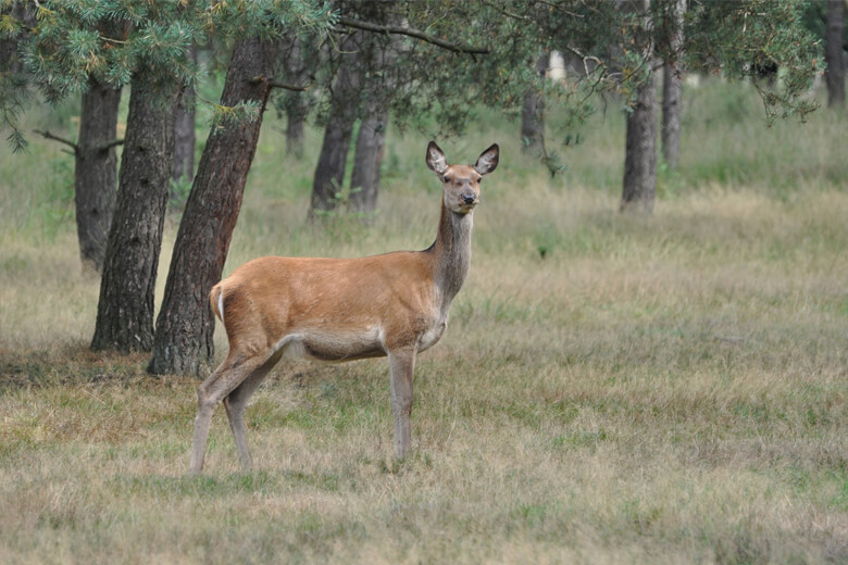 arnhem-veluwe.jpg