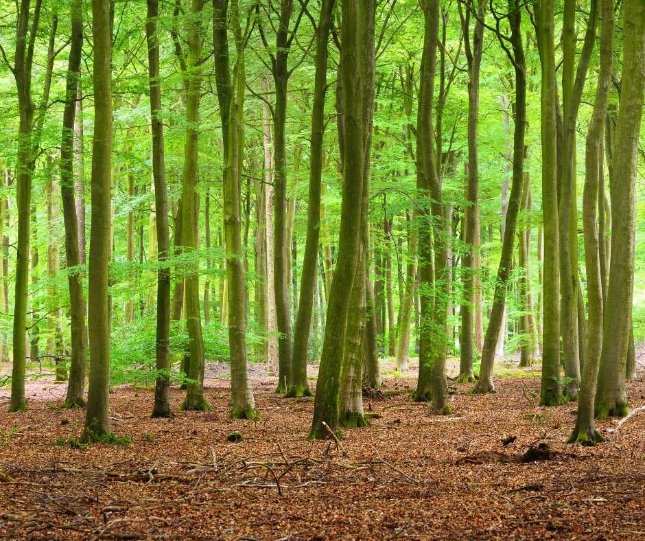 De 6 mooiste natuurgebieden in Noord-Brabant