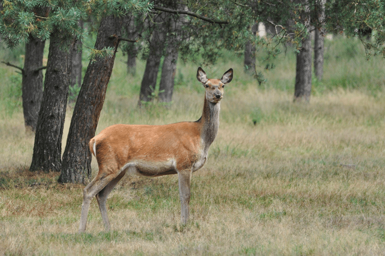 hotel_gelderland_veluwe_hert.png